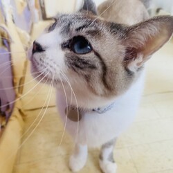 迷子札届きました^^