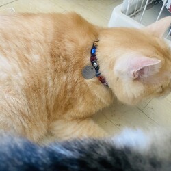 「迷子札届きました^^」サムネイル2