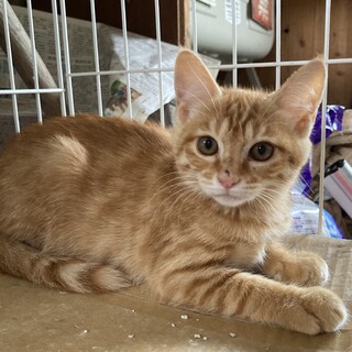 珍しい！茶トラの【女の子】♪