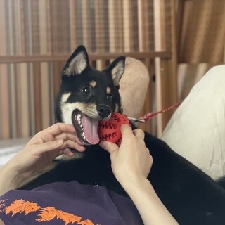 【6ヶ月の子犬】元気な黒柴の男の子