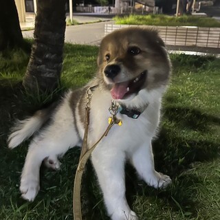 神栖犬仔犬の琴ちゃん2024.4月生まれ
