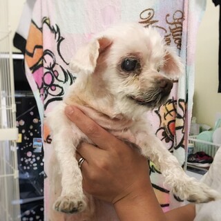 穏やかな余生を過ごしたい！　ゆうくん　