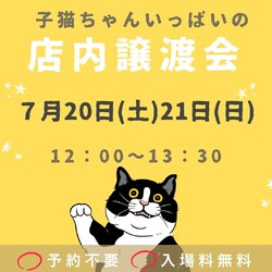 子猫だらけの店内譲渡会⭐️入場料無料