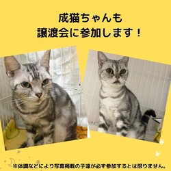 子猫だらけの店内譲渡会⭐️入場料無料 サムネイル3