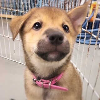 かわいい子犬　ブラックくん　2ヶ月