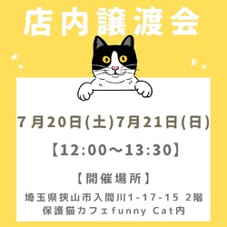 子猫だらけの店内譲渡会⭐️入場料無料