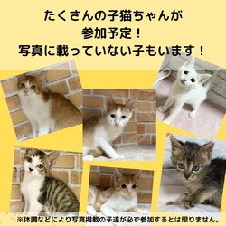 子猫だらけの店内譲渡会⭐️入場料無料 サムネイル2