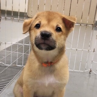 【相談中】かわいい子犬　グーズくん　2ヶ月