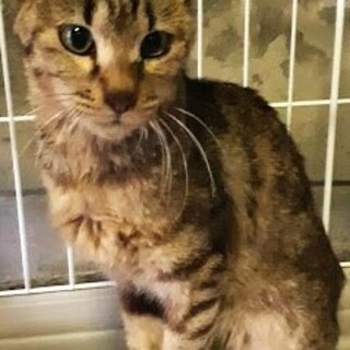 のーーんびりな昇龍じいちゃん