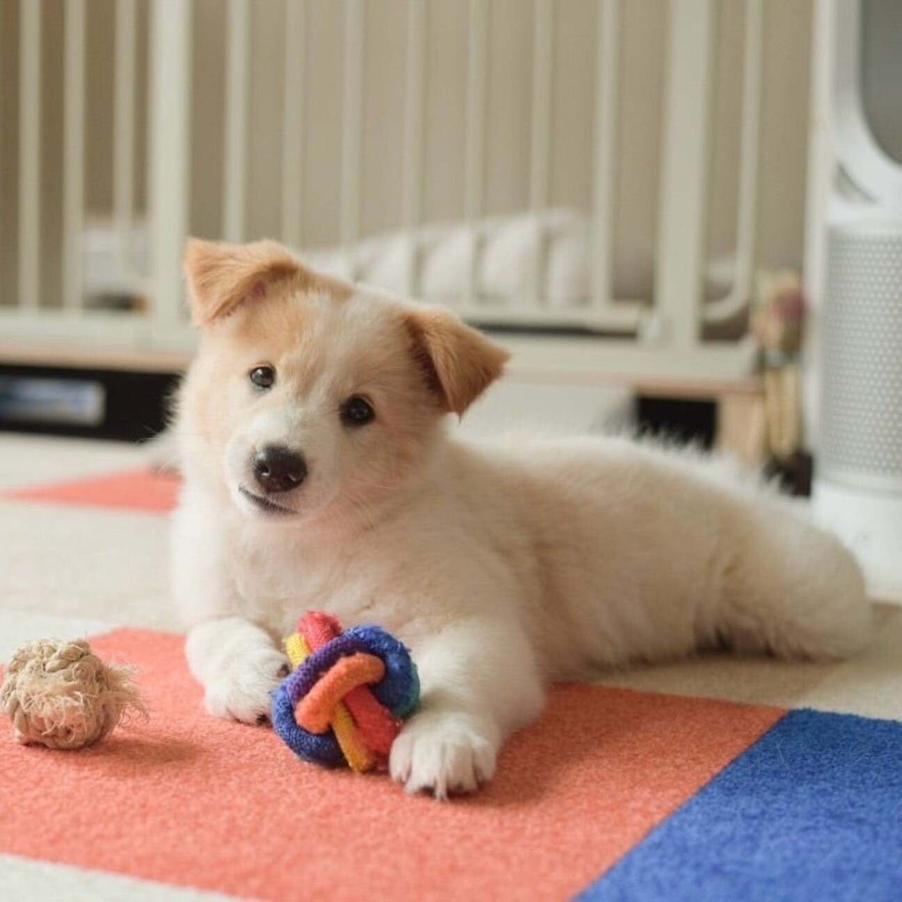 とても珍しい　仔犬の伊万里 とても珍しい 仔犬の伊万里