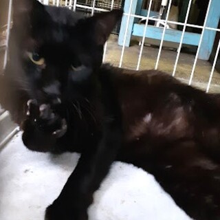 大柄だけど細身のTVじいやん