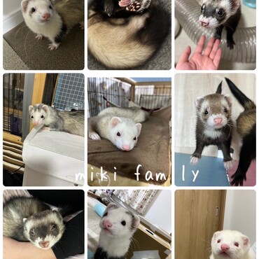 我が家のフェレちゃん達です(*ˊ˘ˋ*)