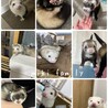 我が家のフェレちゃん達です(*ˊ˘ˋ*)