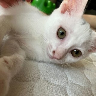 仲良し兄妹　シロちゃん