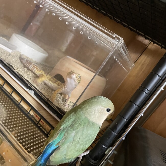 あゆずきのカバー写真