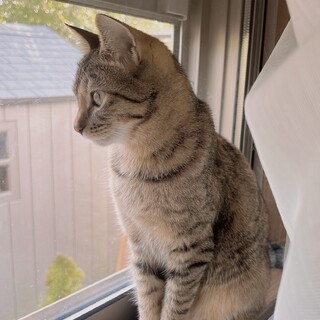 優しい美猫風花ちゃん