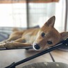 ちょっとおねむ…