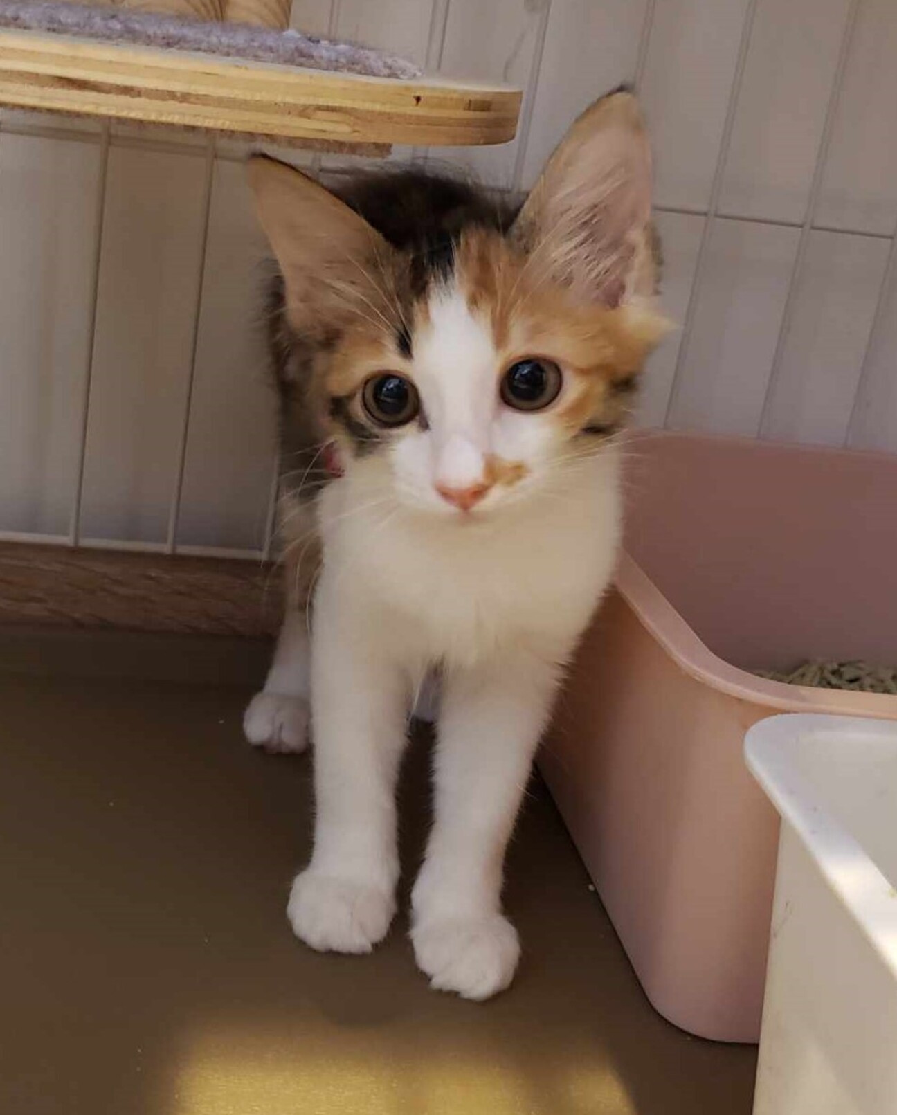 親ねこ3521 hqdefault.jpg