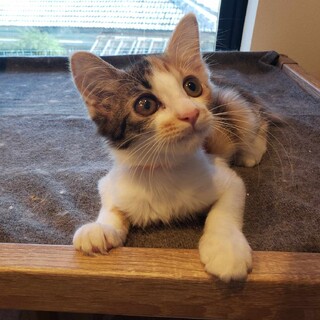 ゴージャスで可愛い、長毛の三毛猫ひまわりちゃん！