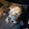 ゴージャスで可愛い、長毛の三毛猫ひまわりちゃん！ サムネイル3