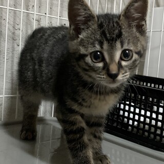 4兄妹の中で唯一キジトラ柄「ネッシー」