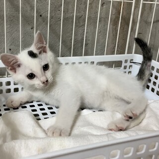 4兄妹で唯一の男の子！「ネリー」