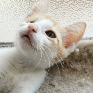 【急募★仔猫】甘えん坊な片目の王子さま★生後5カ月