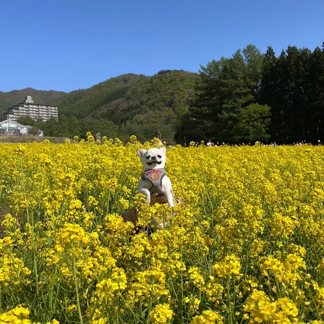 しまこわこのカバー写真