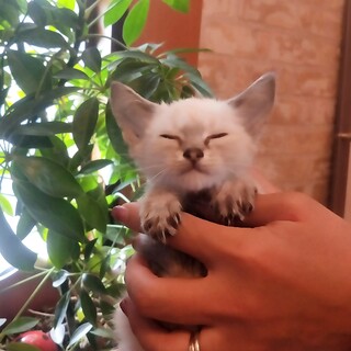 ホワイトタイガーのような女の子『ルート』♀