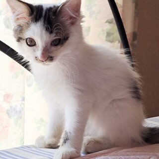 ふわふわ可愛い三毛猫モネちゃん☆