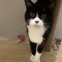 おじさまハチワレタキシードキャット