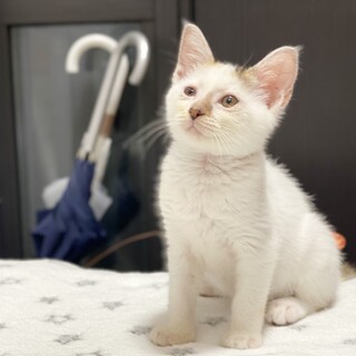 白地にミケの、みつ豆みたいな可愛い柄の子猫です。