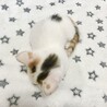 白地にミケの、みつ豆みたいな可愛い柄の子猫です。 サムネイル3
