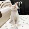 白地にミケの、みつ豆みたいな可愛い柄の子猫です。 サムネイル6