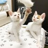 白地にミケの、みつ豆みたいな可愛い柄の子猫です。 サムネイル4