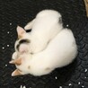 白地にミケの、みつ豆みたいな可愛い柄の子猫です。 サムネイル5