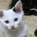 子猫の里親様募集しておりますm(_ _)m