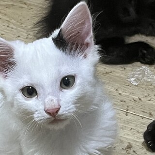 子猫の里親様募集しておりますm(_ _)m