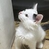 子猫の里親様募集しておりますm(_ _)m サムネイル2