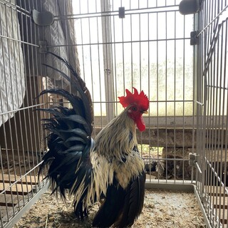 チャボ銀笹（雄雌）各1匹　計4匹