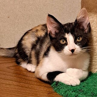 恥ずかしがり屋な麦ちゃん☆