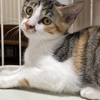 三毛猫の女の子　ウンディーネ