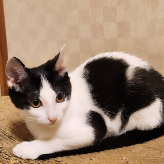 ご飯好きホップくん