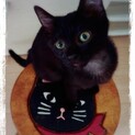 憧れの黒猫と暮らしたい方にピッタリ❤️ジジちゃん