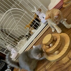 おきなわ美ら猫❤譲渡会 in 昭和区 サムネイル2