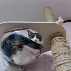 アキクサインコと猫