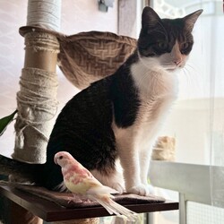 「アキクサインコと猫」サムネイル2