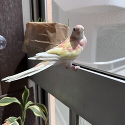 「アキクサインコと猫」サムネイル3