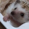 ハリネズミ男の子 サムネイル2