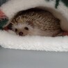 ハリネズミ男の子 サムネイル3